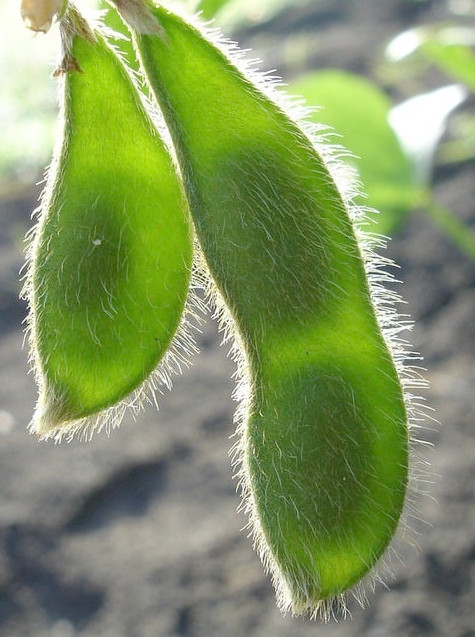 Glycine max