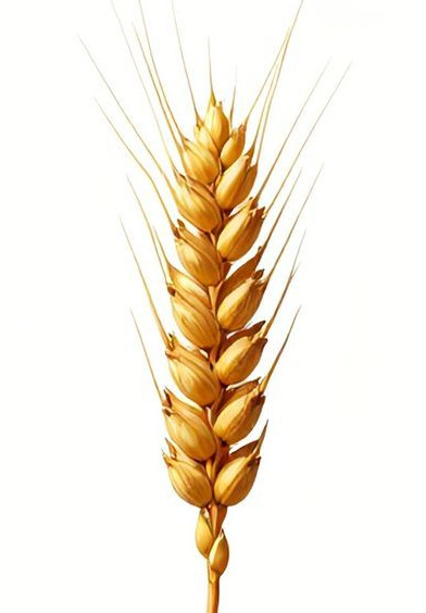 Triticum aestivum