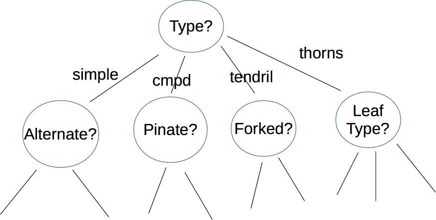root and top layer of vine decision tree