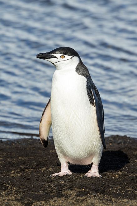 a penguin