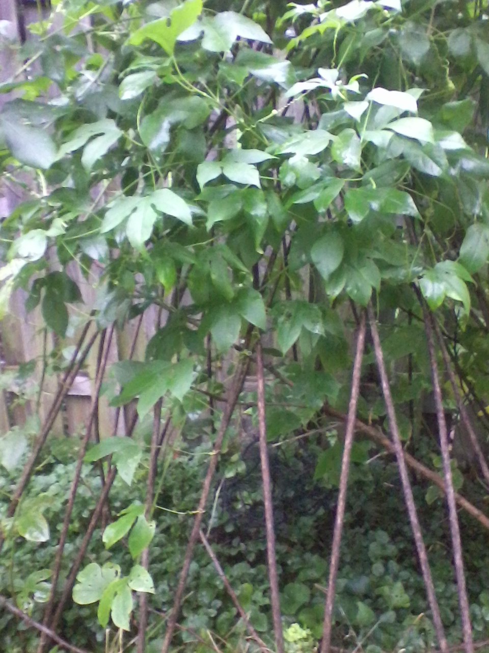 a garden trellis