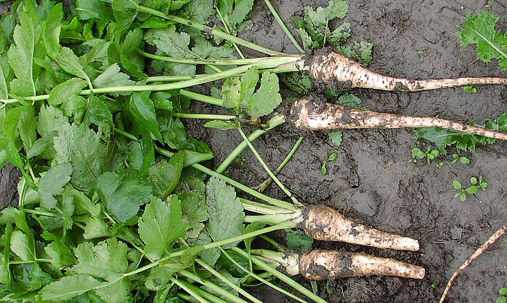 parsnips