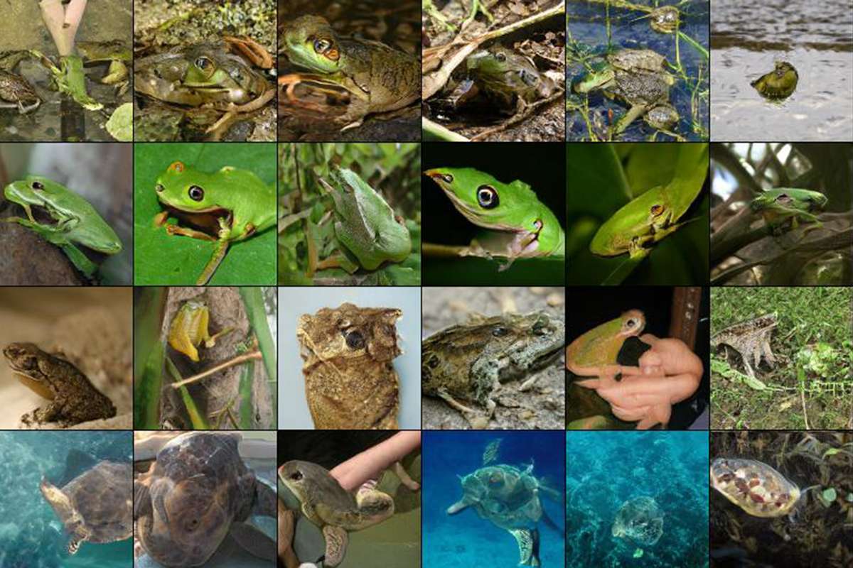 synthetic frogs