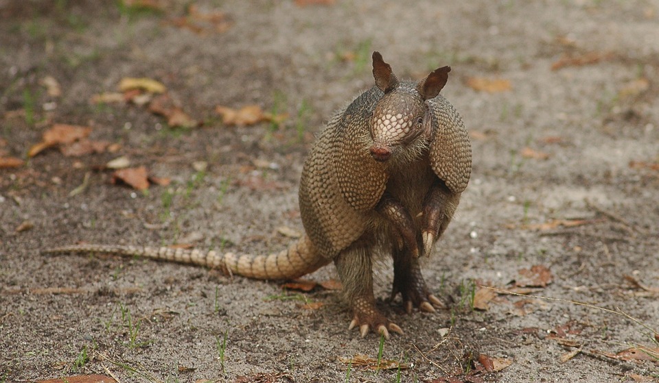 an armadillo