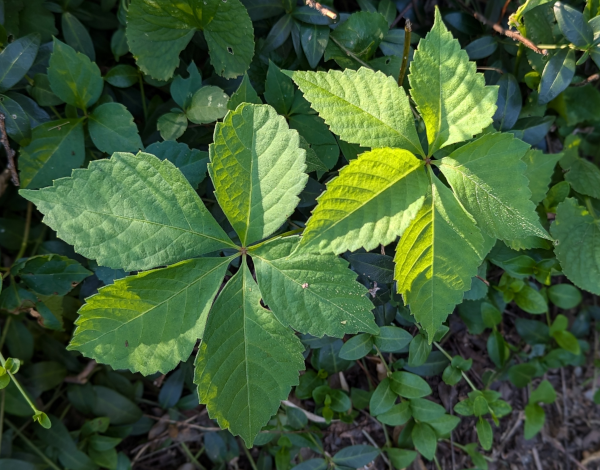 ivy leaves with five leaflets in each
