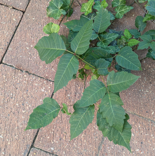 ivy leaves with three leaflets in each