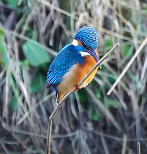 a kingfisher sitting on grass looking down for prey