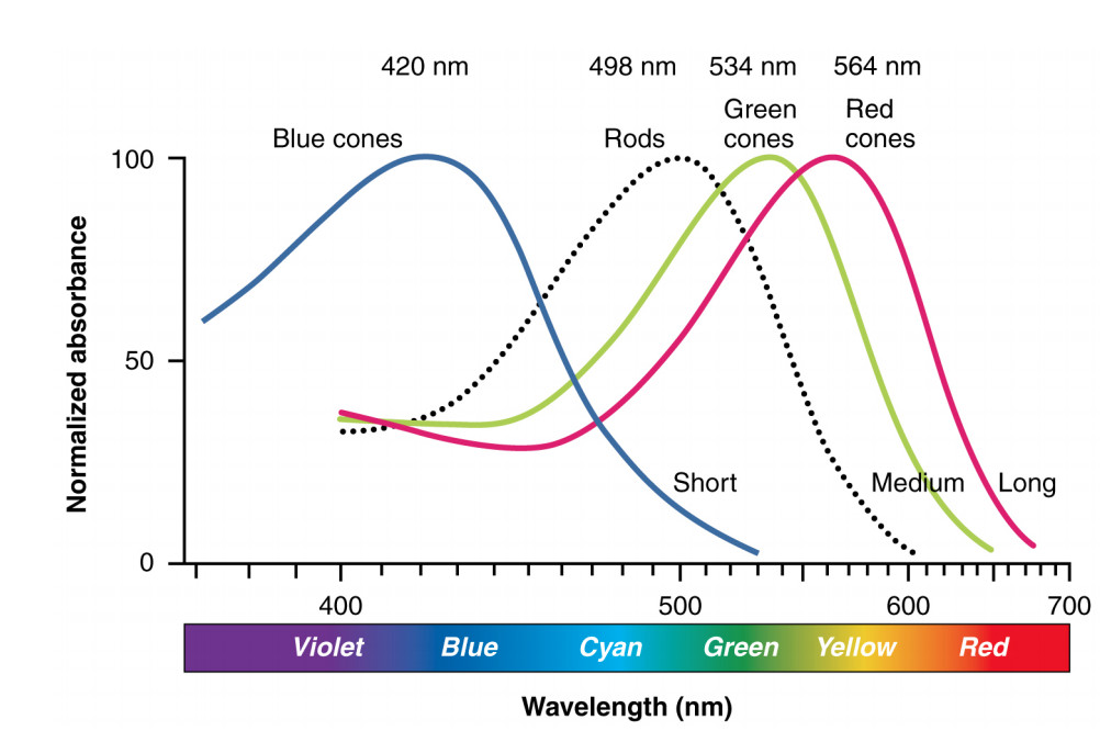 graph of receptor sensitivity as a function of light frequency