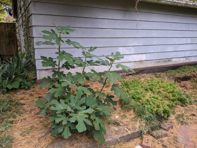 closeup of fig