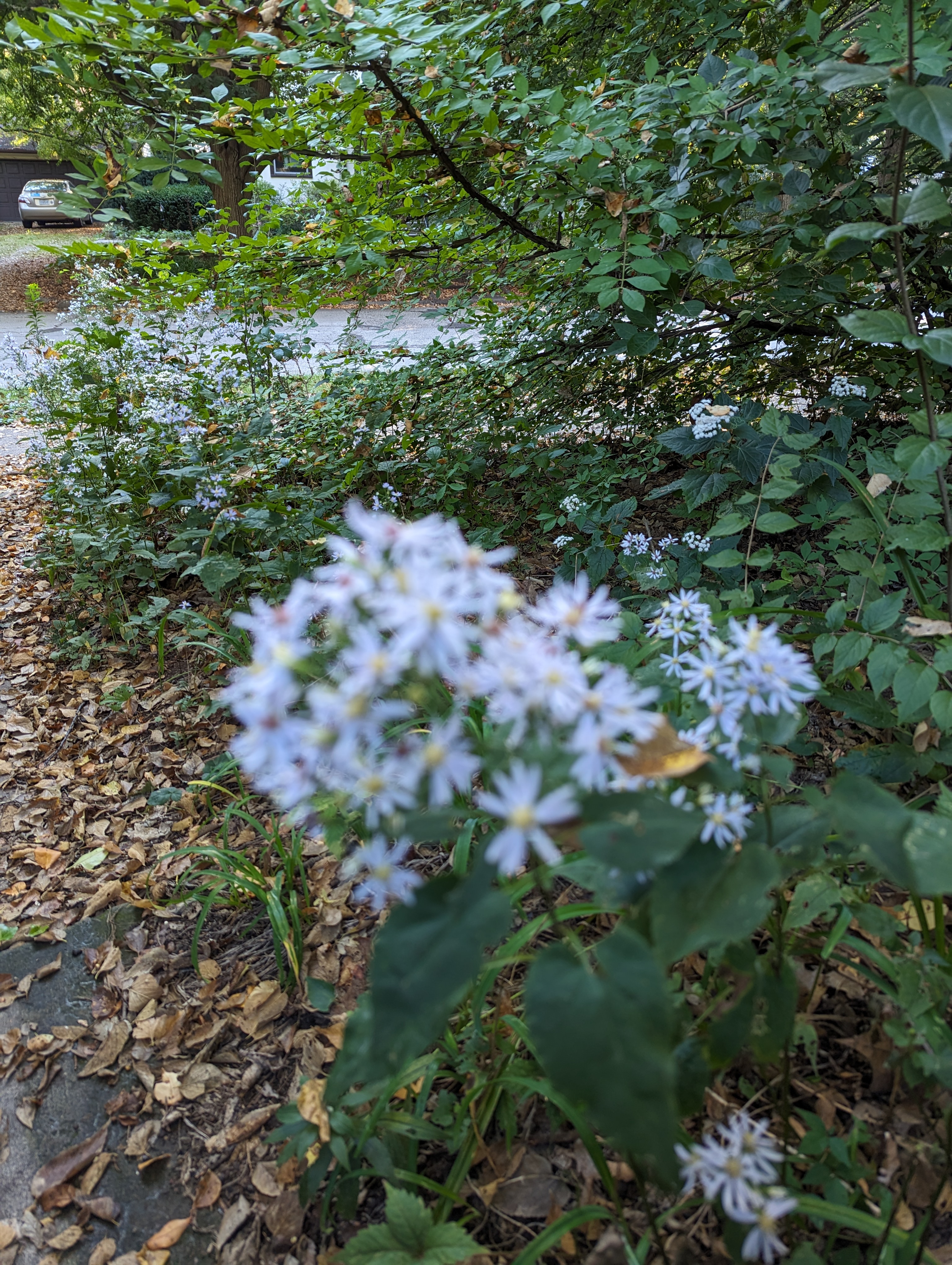 finely textured flowers out of focus