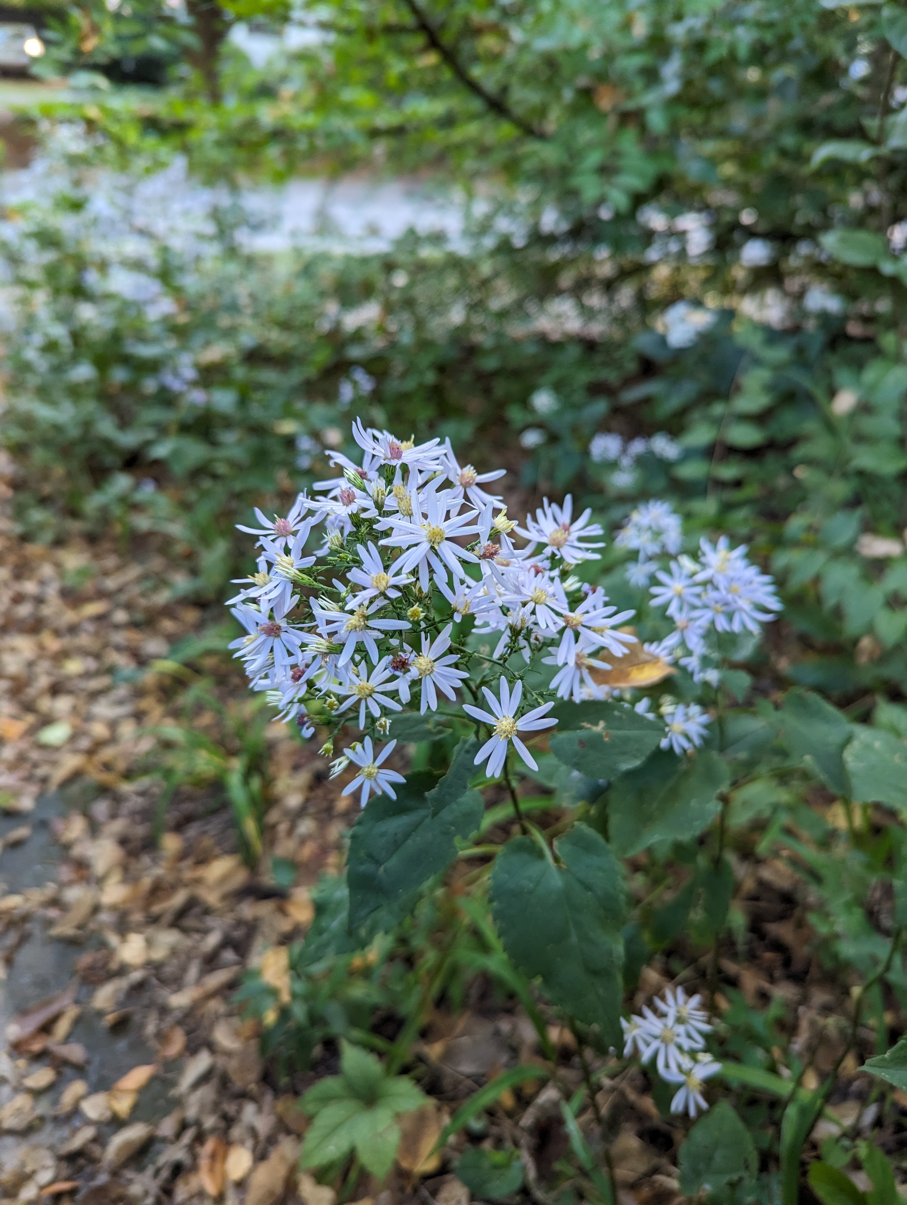 finely textured flowers in focus