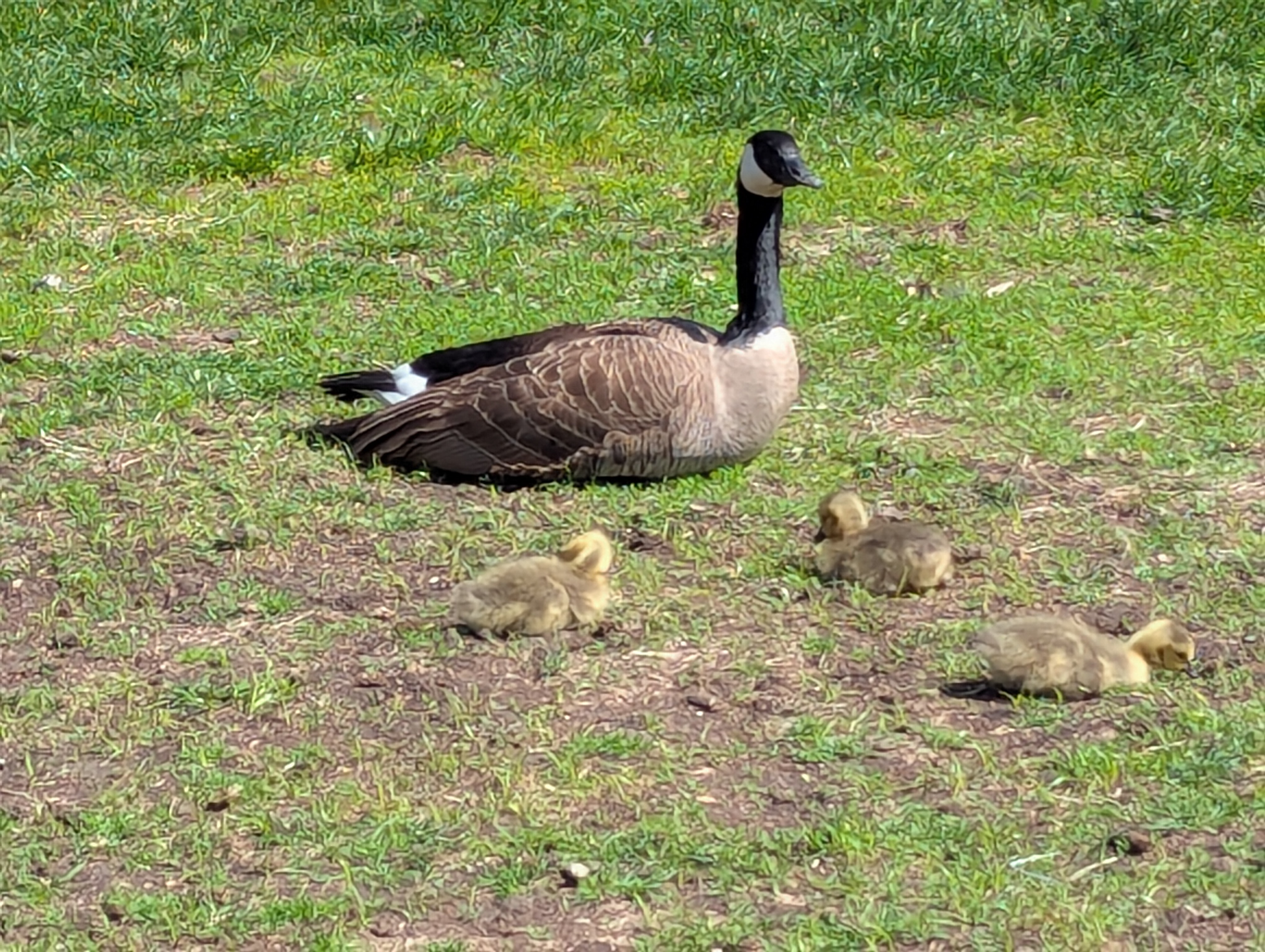 goose and three goslings