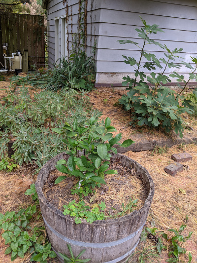small lemon and fig trees