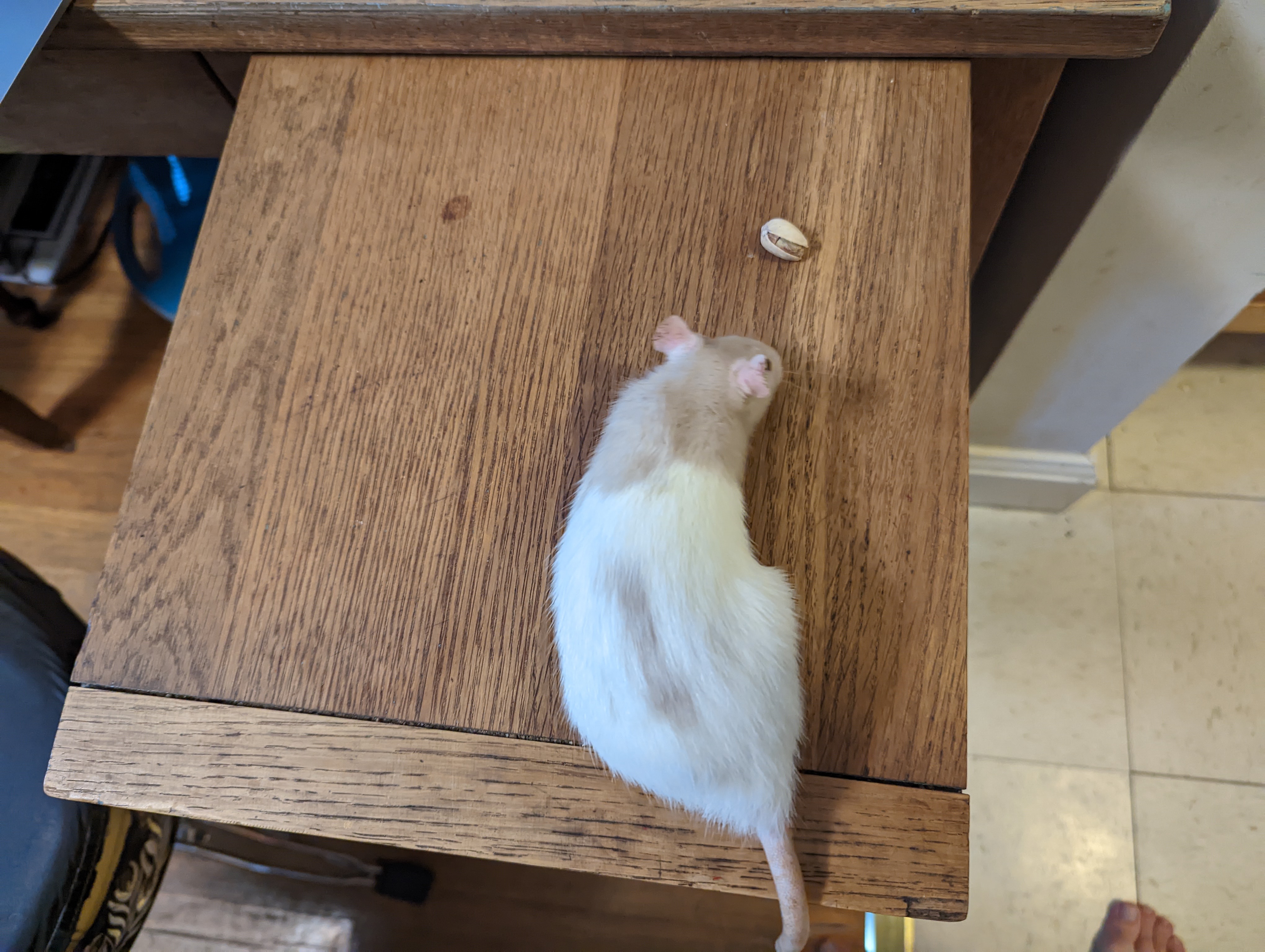 rat looking at a pistachio