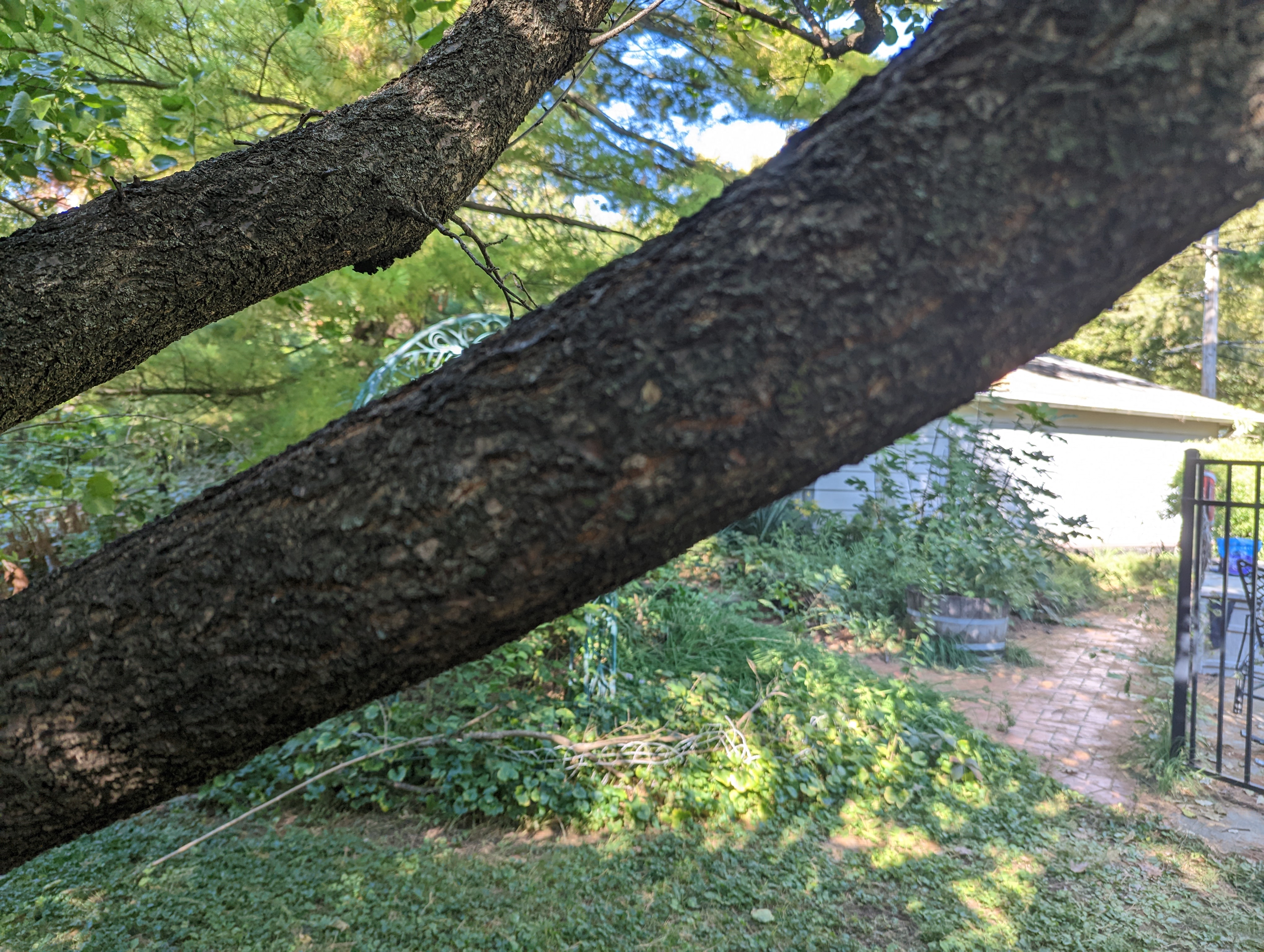 tree branch looming in front of viewer