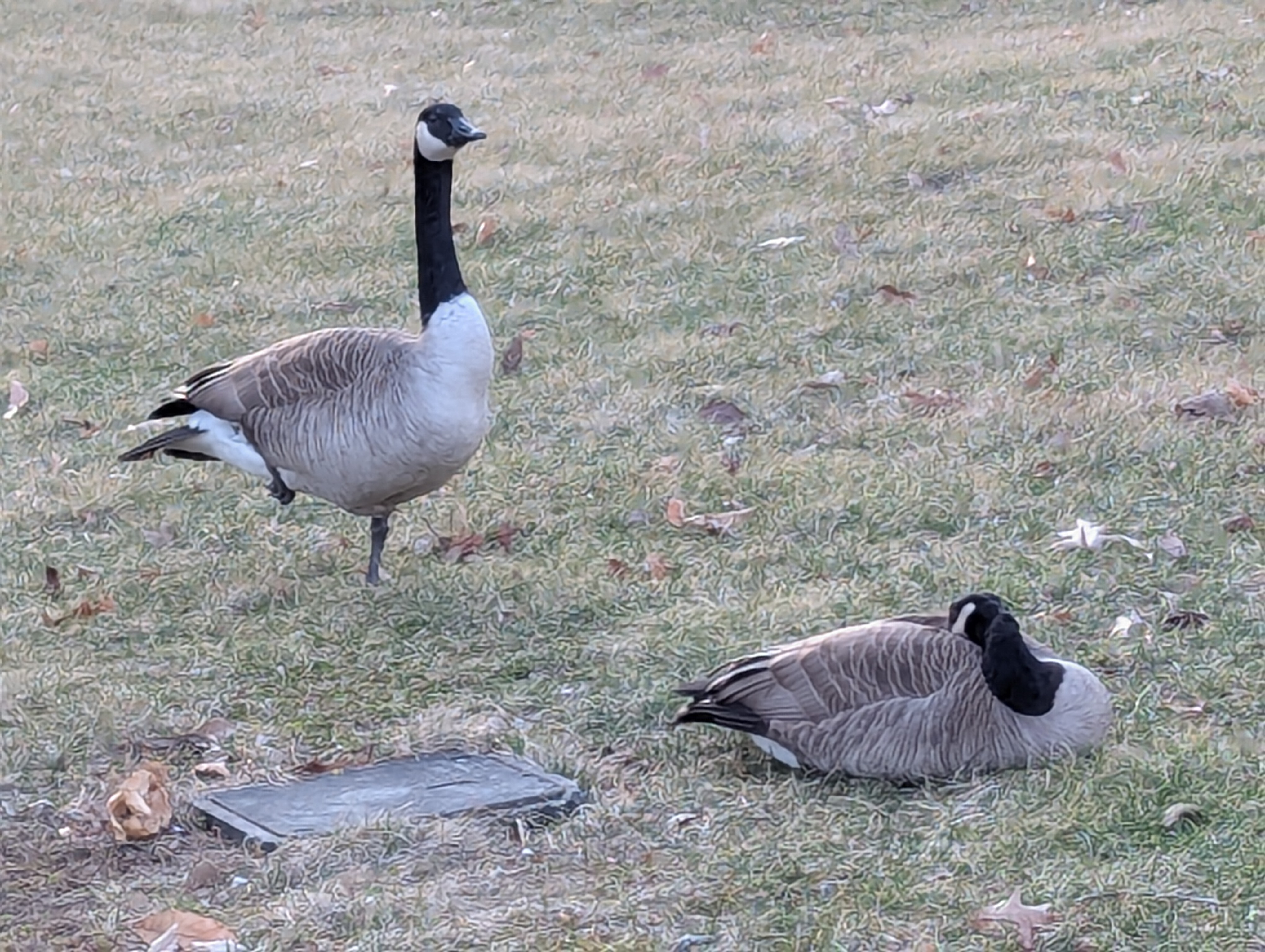 standing goose and curled-up goose
