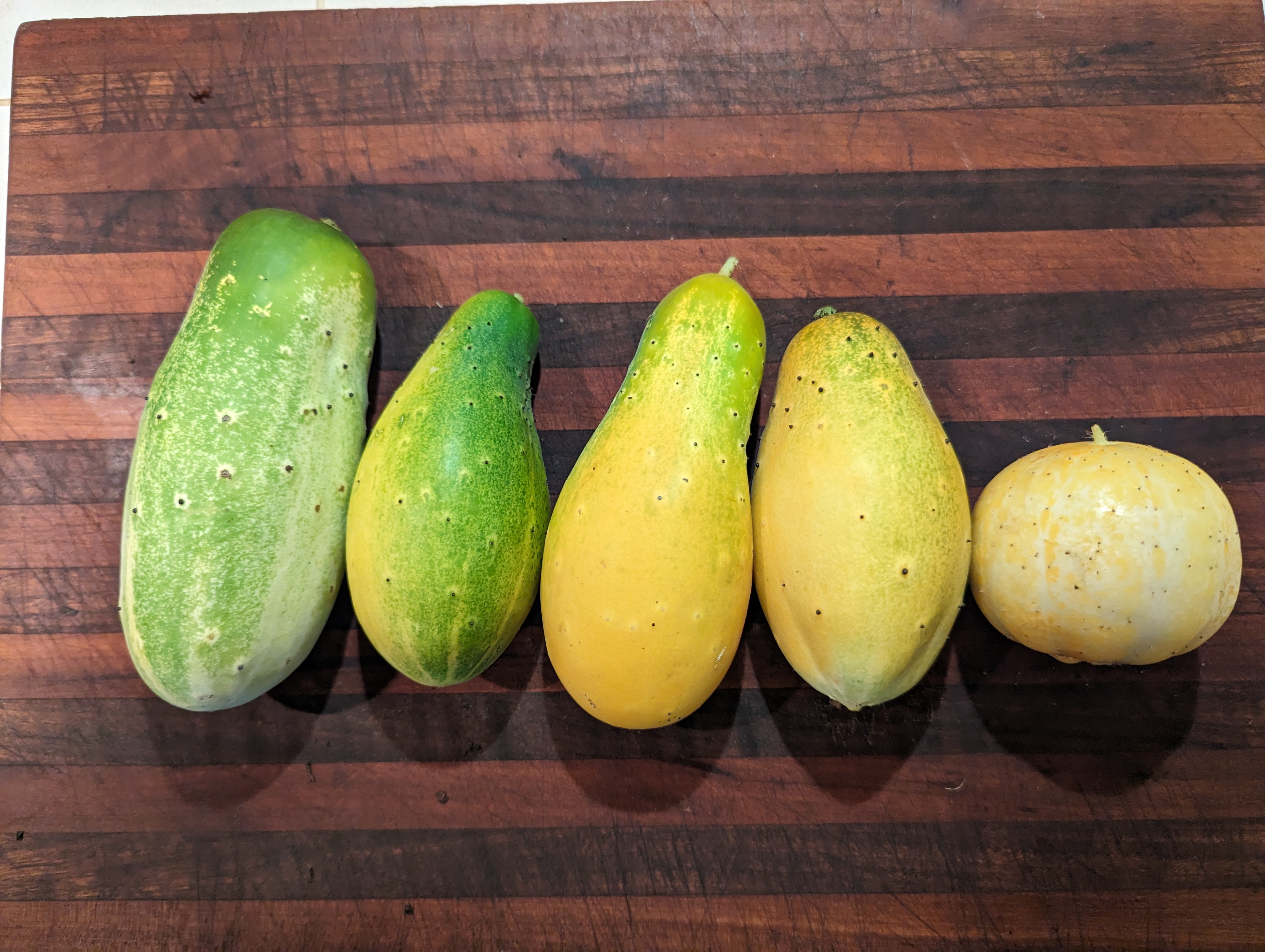 five cucumbers, from long and green to round and yellow