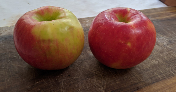 two similar apples, one more green