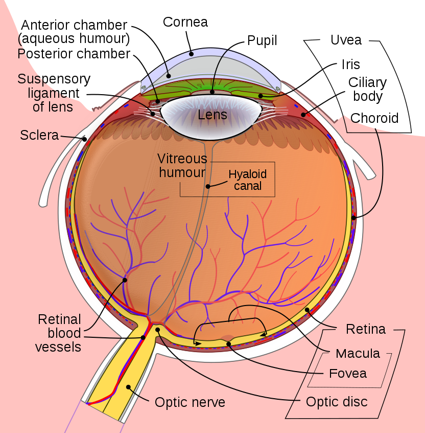 human eye with main parts labelled